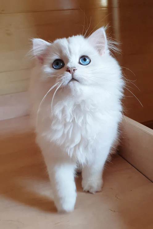 1 teddy 1602003 496x