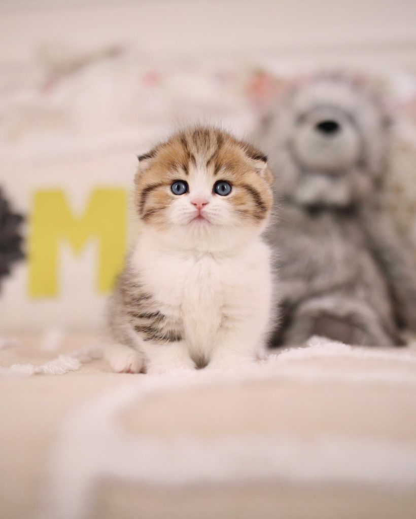 Munchkin Kittens for Sale UK, blog