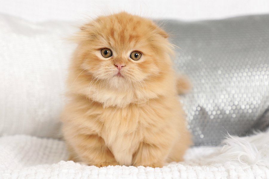Munchkin Kittens for Sale UK, scottish fold cat for sale, cat breeders uk