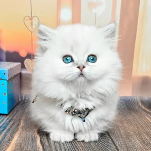 Munchkin Kittens for Sale, munchkin cats uk