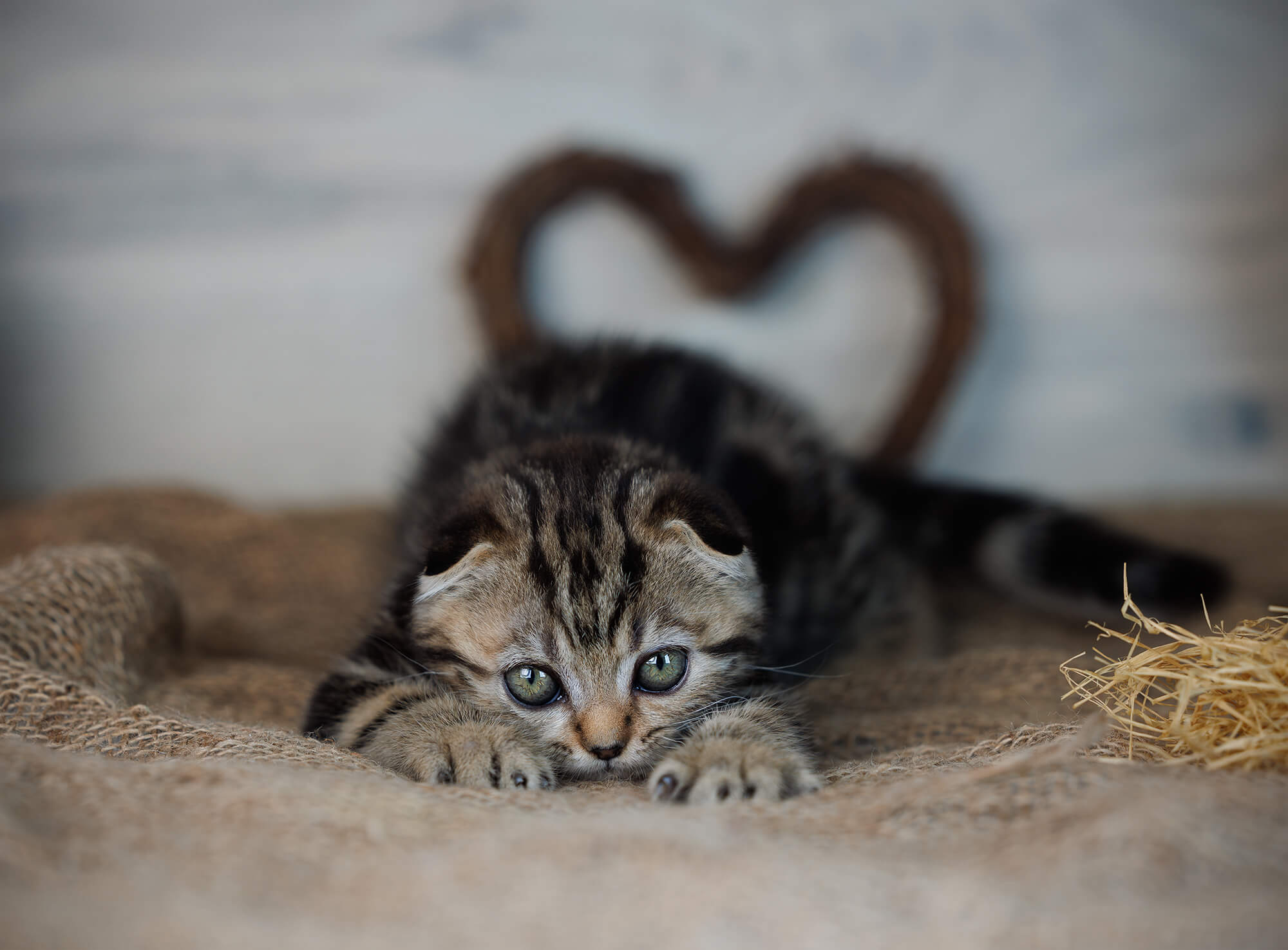 Scottish Fold Kittens for Sale London