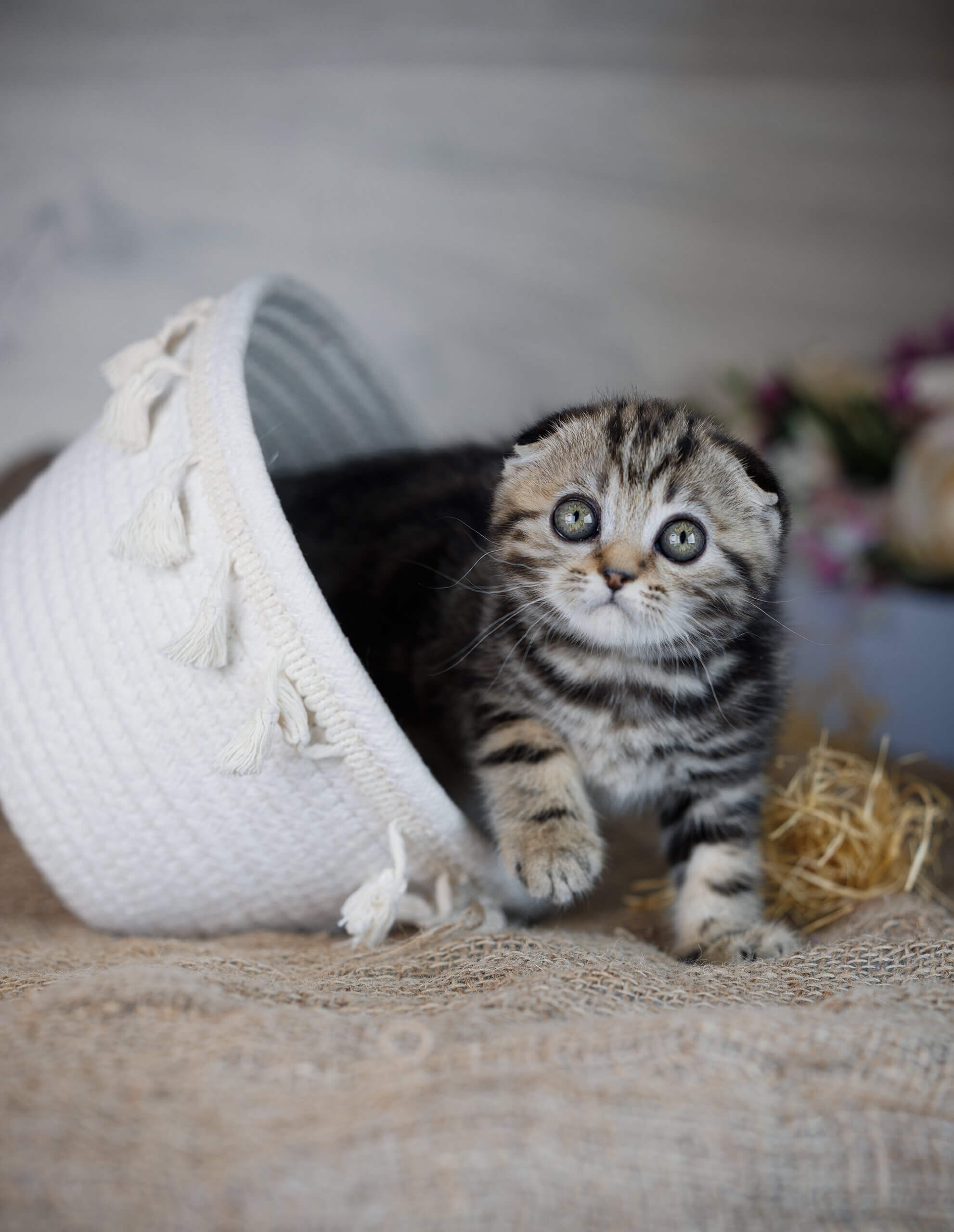Scottish Fold Kittens for Sale London