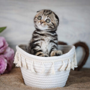 Scottish Fold Kittens for Sale London