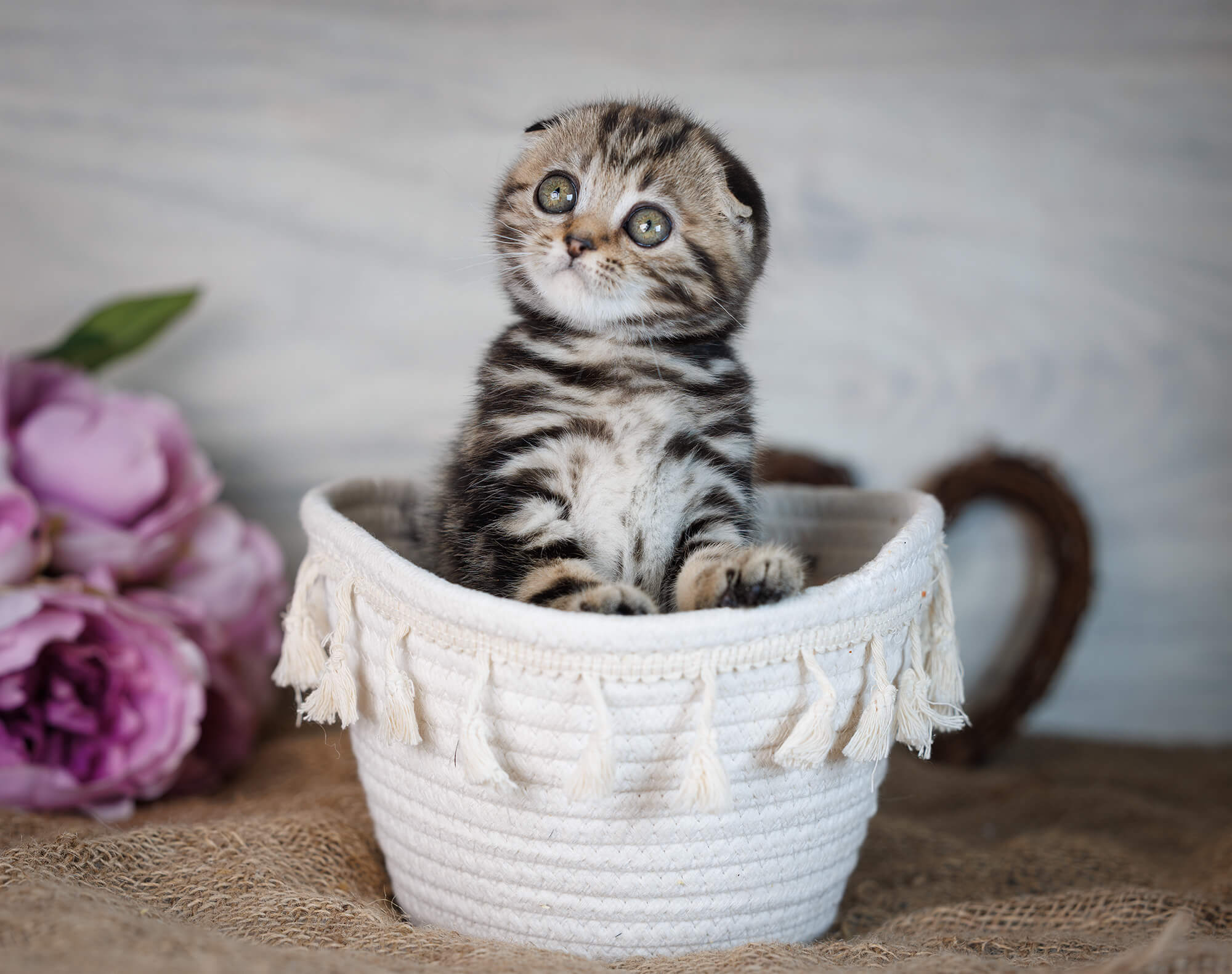 Scottish Fold Kittens for Sale London