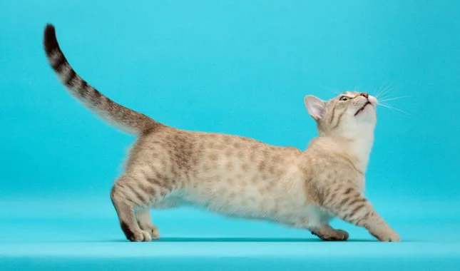 Munchkin Cat Personality