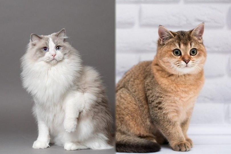 ragdoll vs munchkin breed