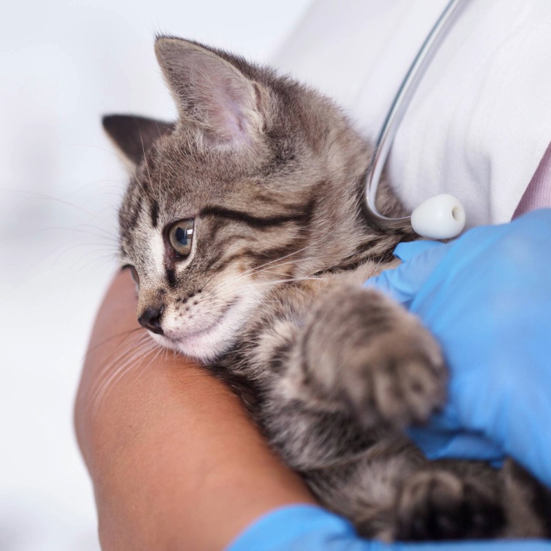 st ives veterinary cat vaccines