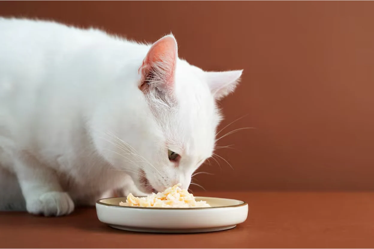 white munchkin cat eating food from a shallow ceramic bowl