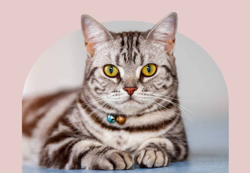 cat breeds live the longest american shorthair getty treatment 1023 f45db42240824e1c9741f83564401636