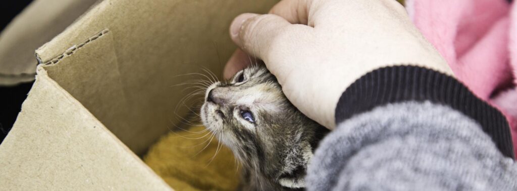 pedigree kittens for sale