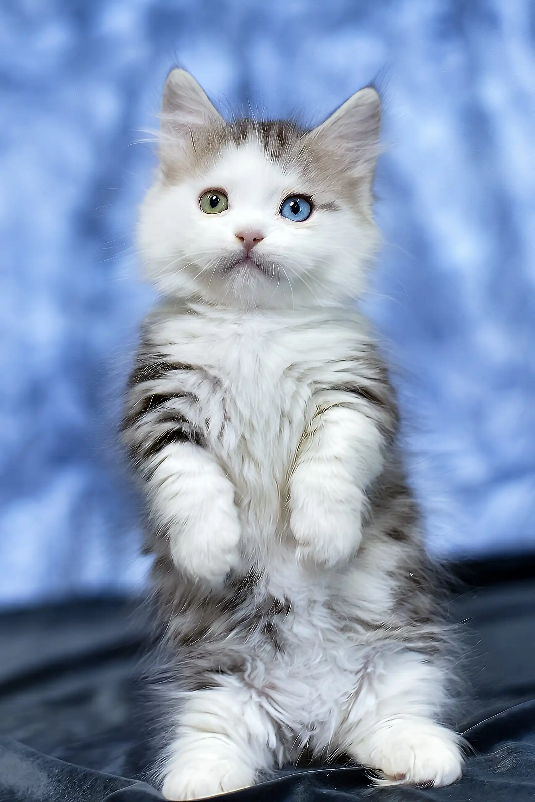 junona munchkin kitten 682