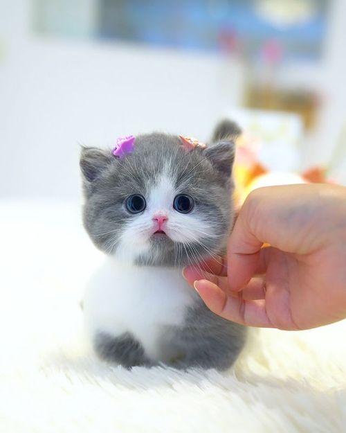 listing pic 2198866 1741887110