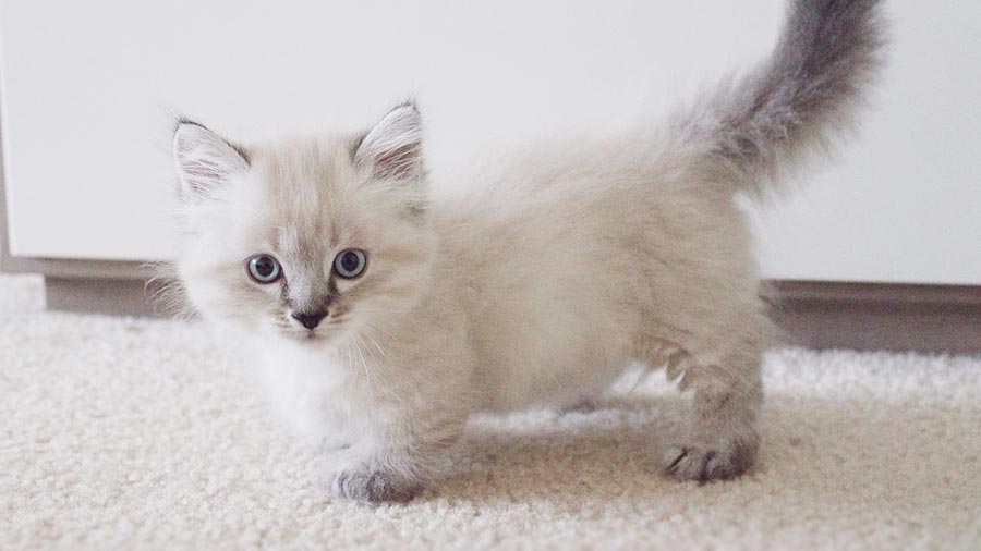 munchkin cat lifespan