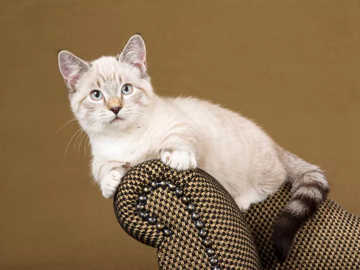 munchkin cat price