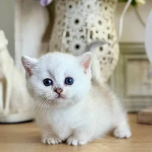 dwarf cats for sale, munchkin cat buy uk