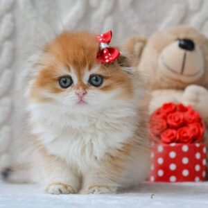 scottish fold munchkin kitten, scottish straight kittens for sale