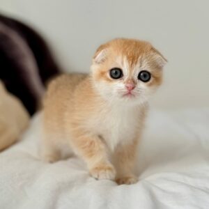 Scottish Fold Kittens for Sale UK