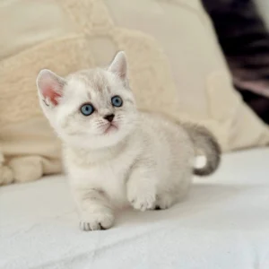 munchkin kittens for sale near me, buy munchkin cat uk