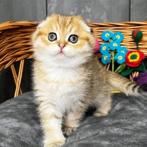 Scottish Fold Cats for Sale