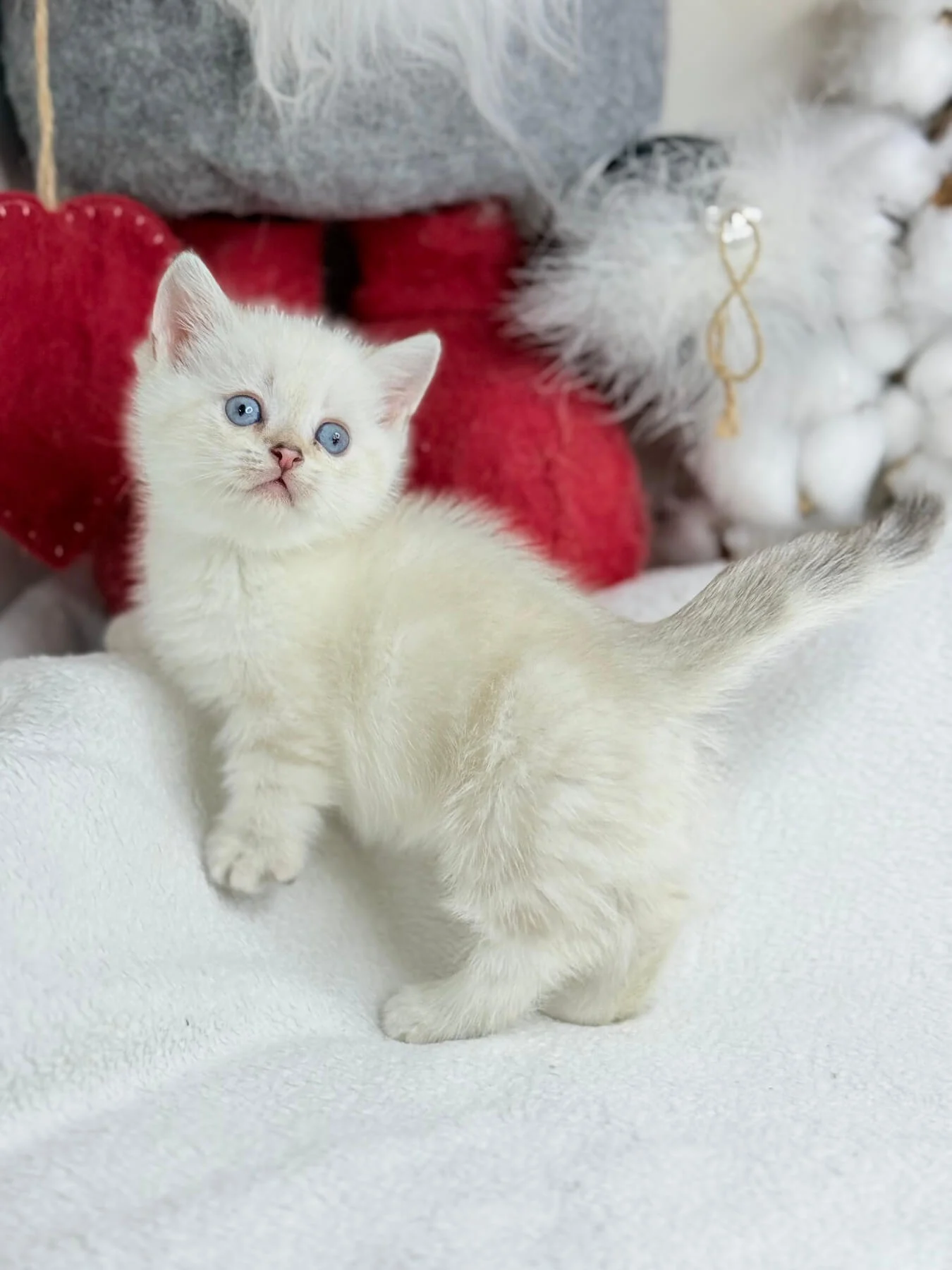 munchkin kitten for sale