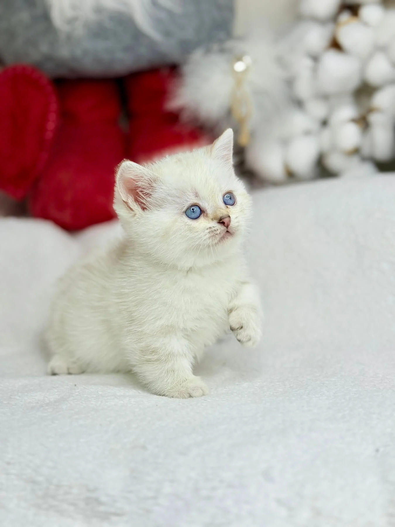 munchkin kitten for sale