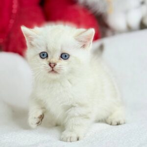 munchkin kitten for sale, kittens for sale east london