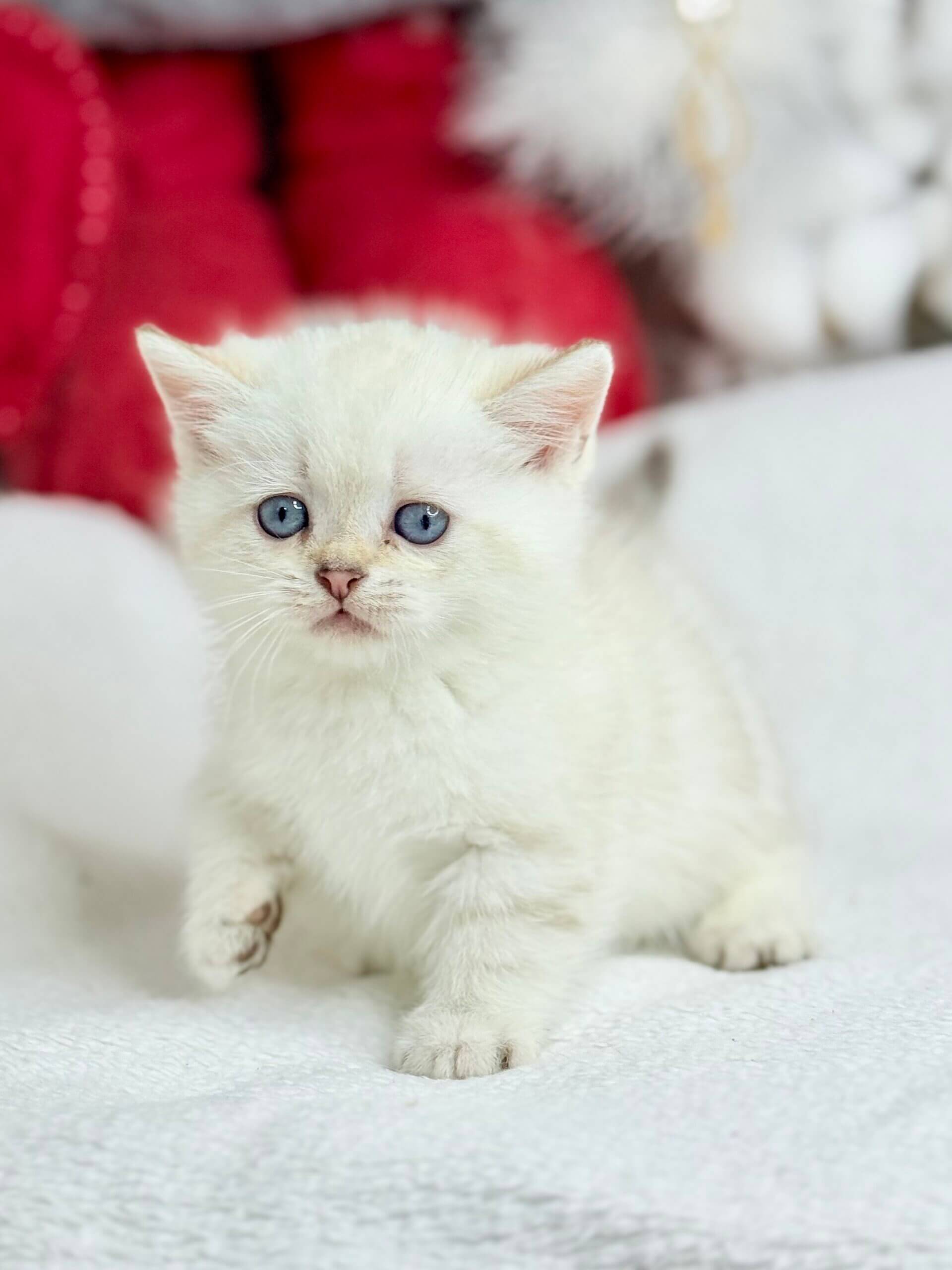 munchkin kitten for sale, kittens for sale east london