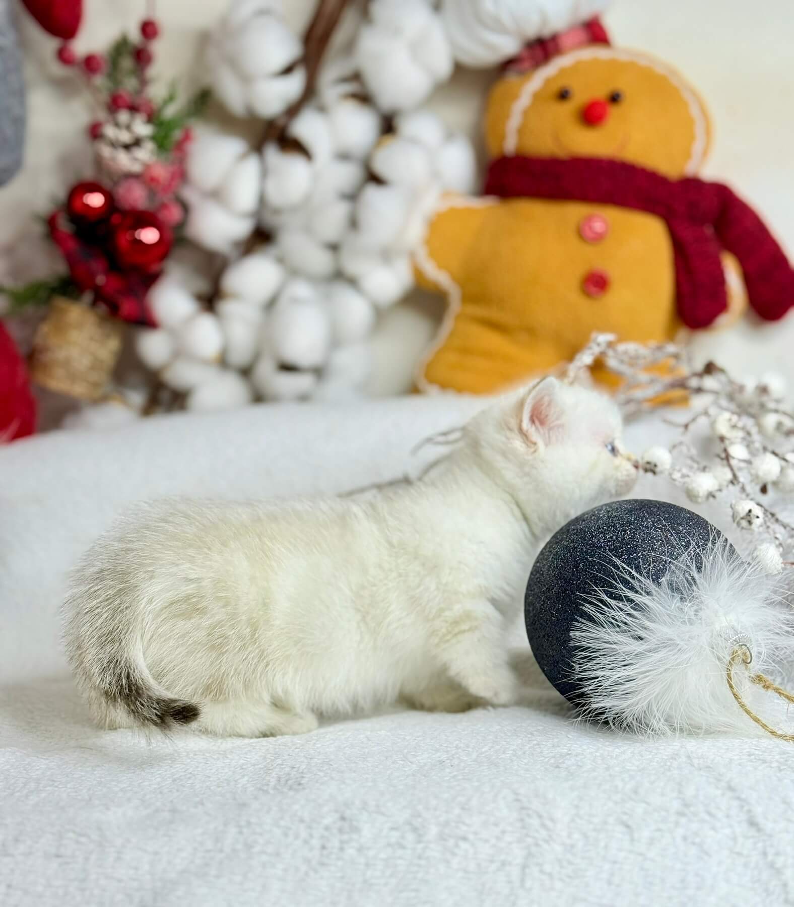 munchkin kitten for sale