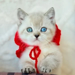 buy munchkin cat, miniature cats for sale