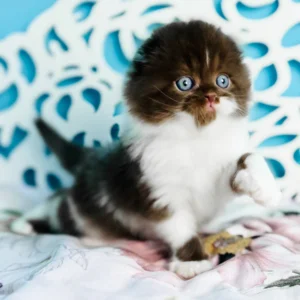 scottish fold cats for sale
