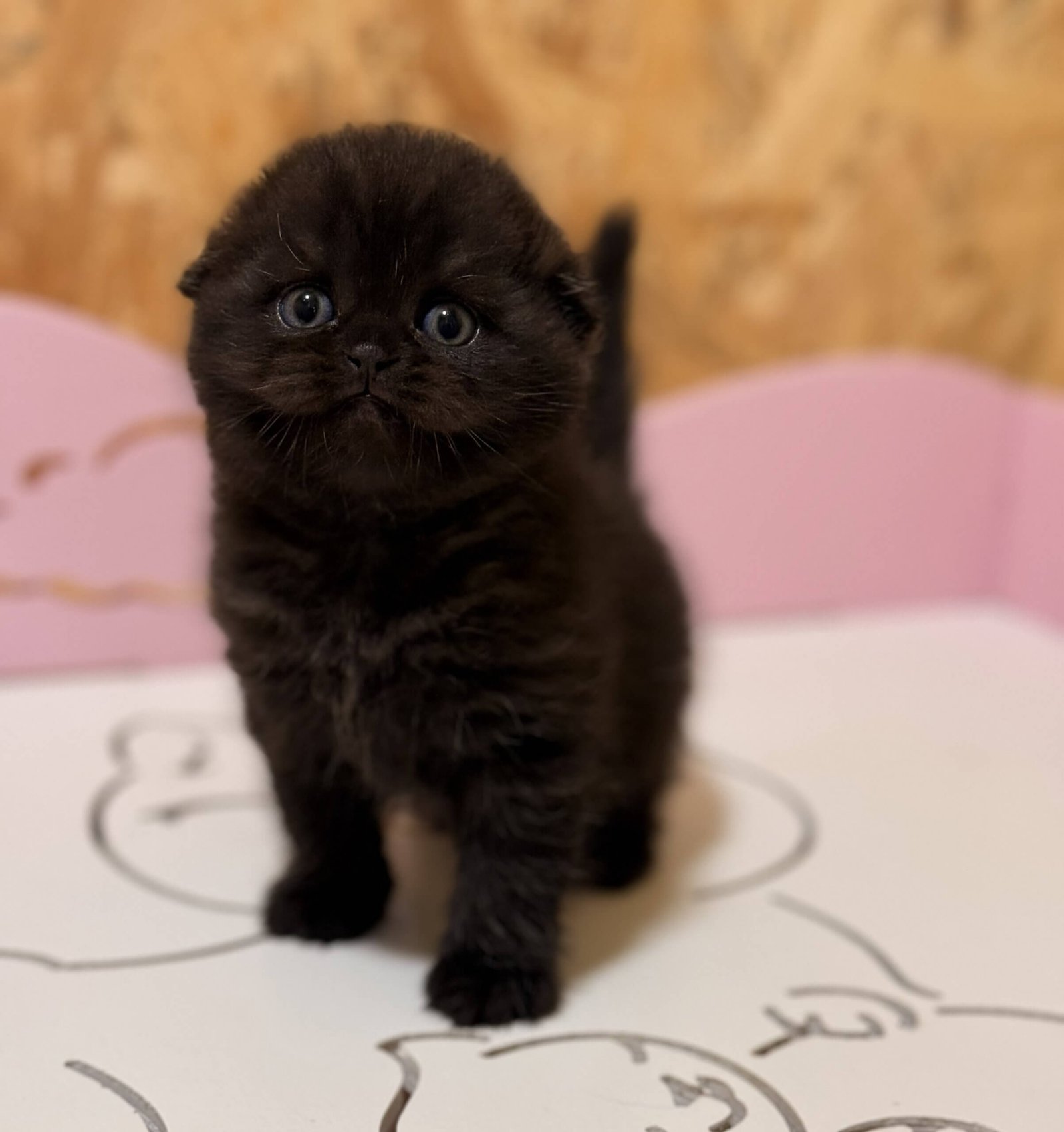 scottish fold kittens for sale uk