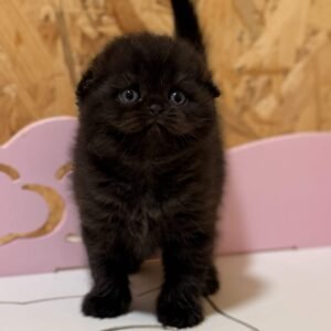 scottish fold kittens for sale uk