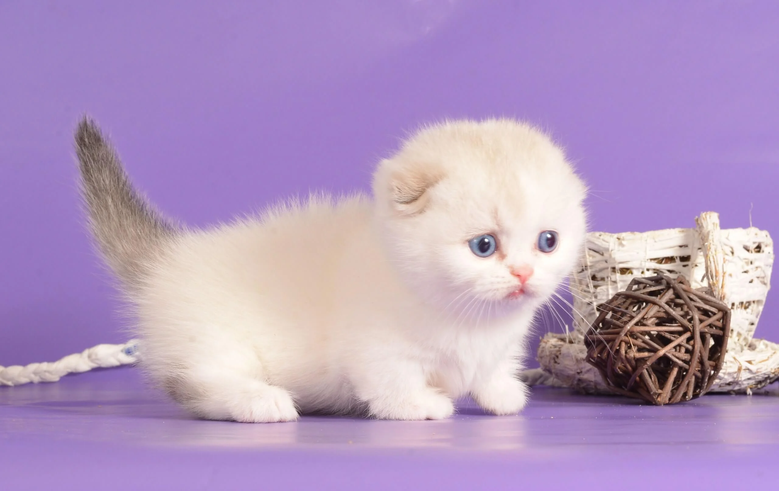 munchkin cat uk