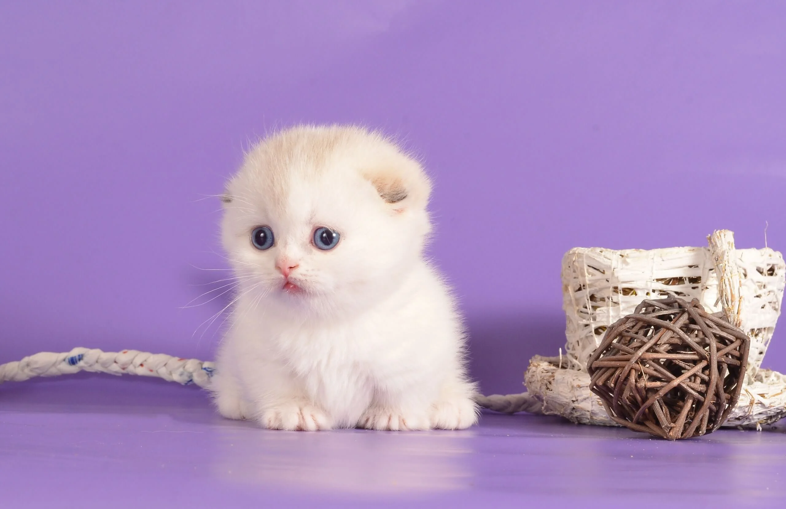 munchkin cat uk
