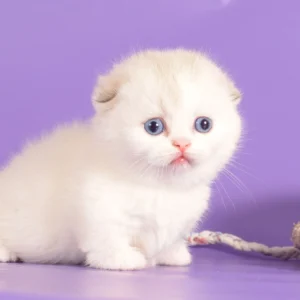 munchkin cat uk, sausage cats