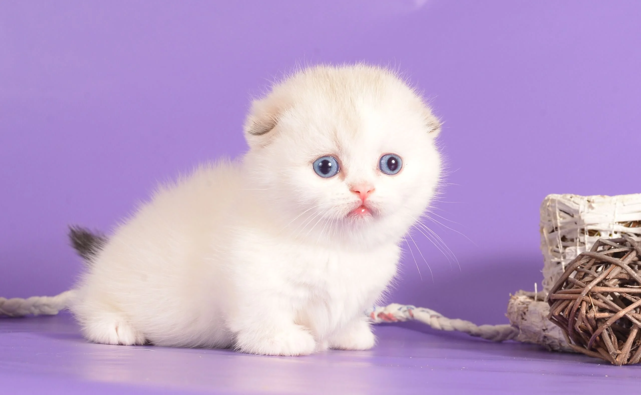 munchkin cat uk, sausage cats