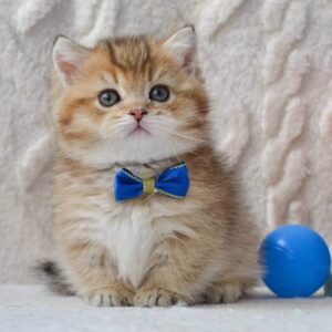 munchkin cats for sale uk