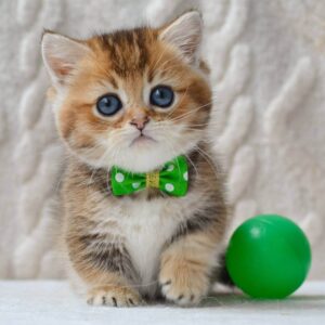 munchkin kitten for sale uk