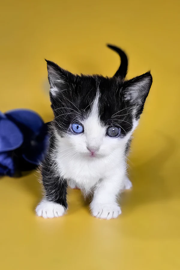 dwarf cats for sale