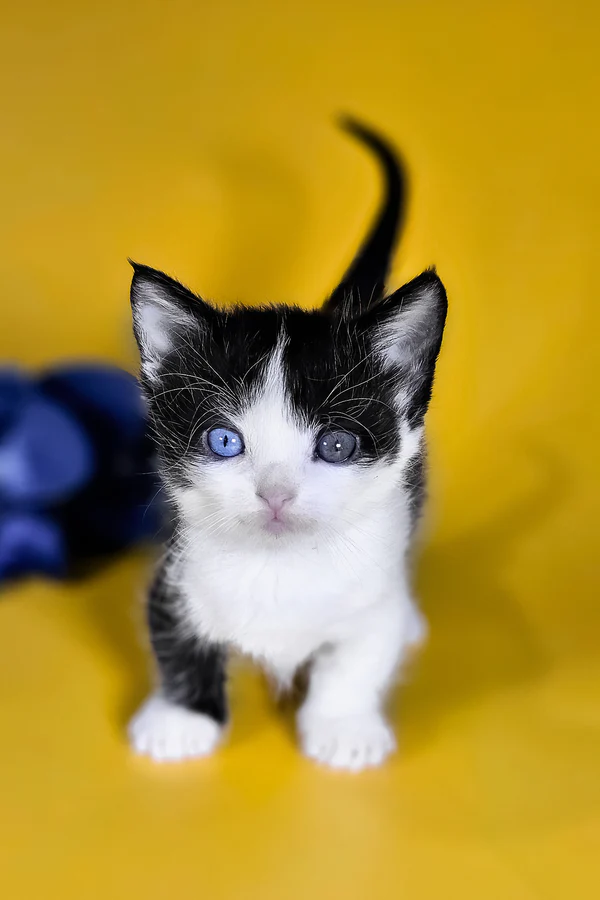 dwarf cats for sale