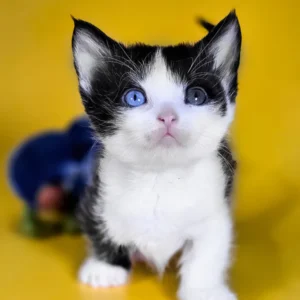 dwarf cats for sale