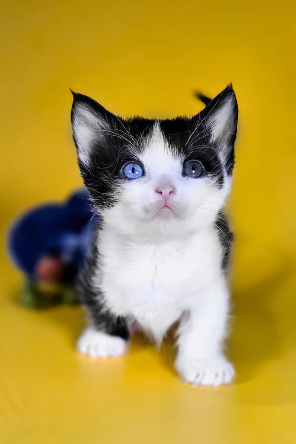 dwarf cats for sale