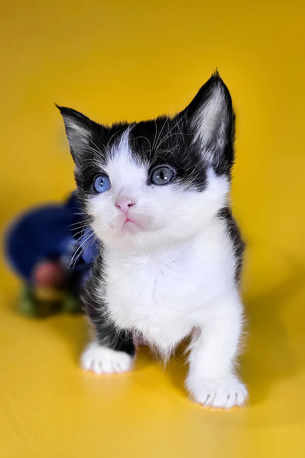 dwarf cats for sale