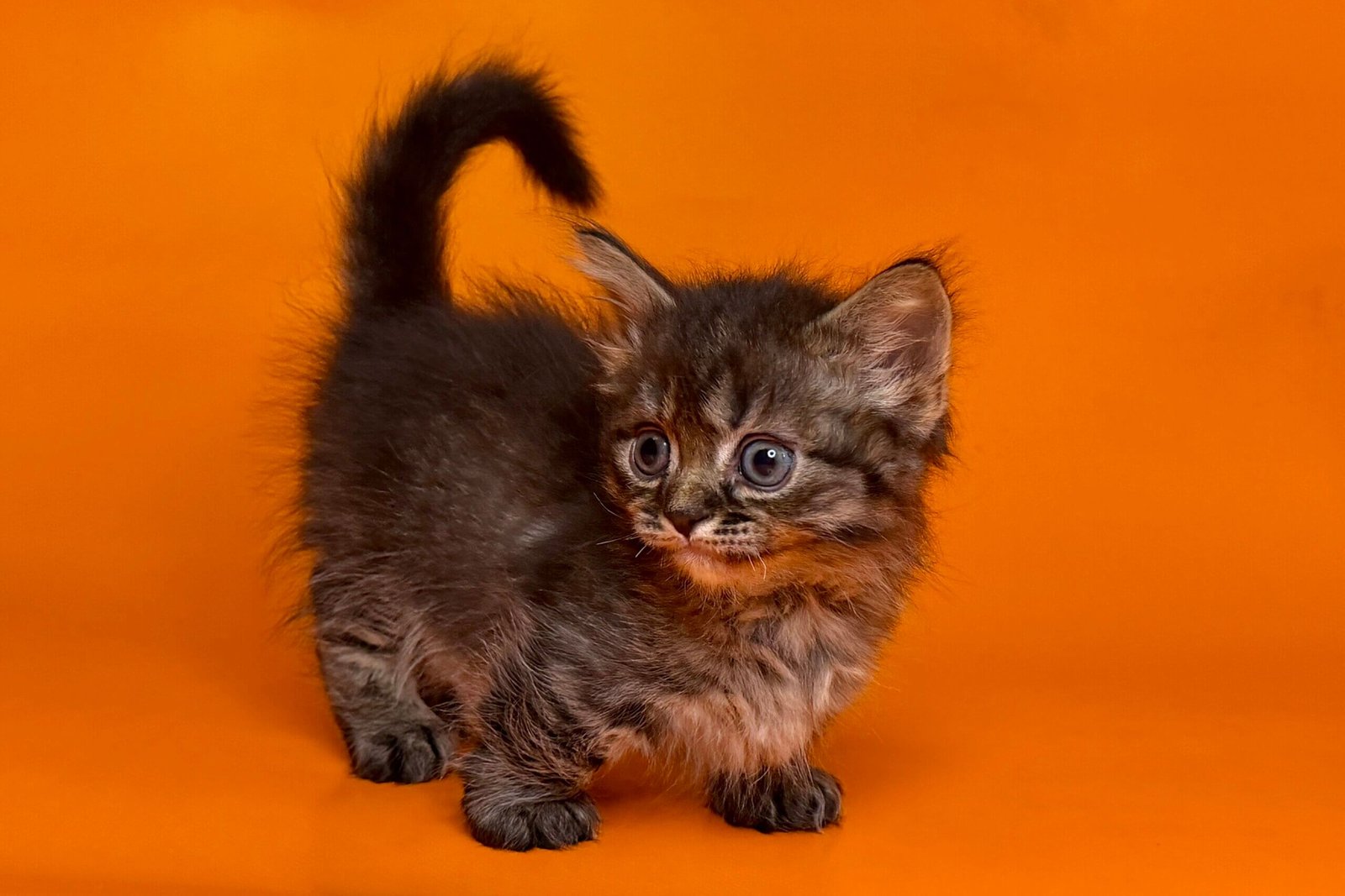 Munchkin Kittens for Sale