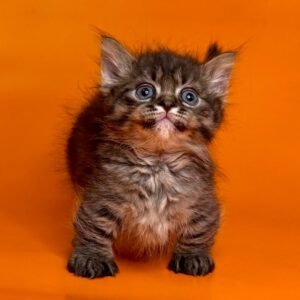 Munchkin Kittens for Sale