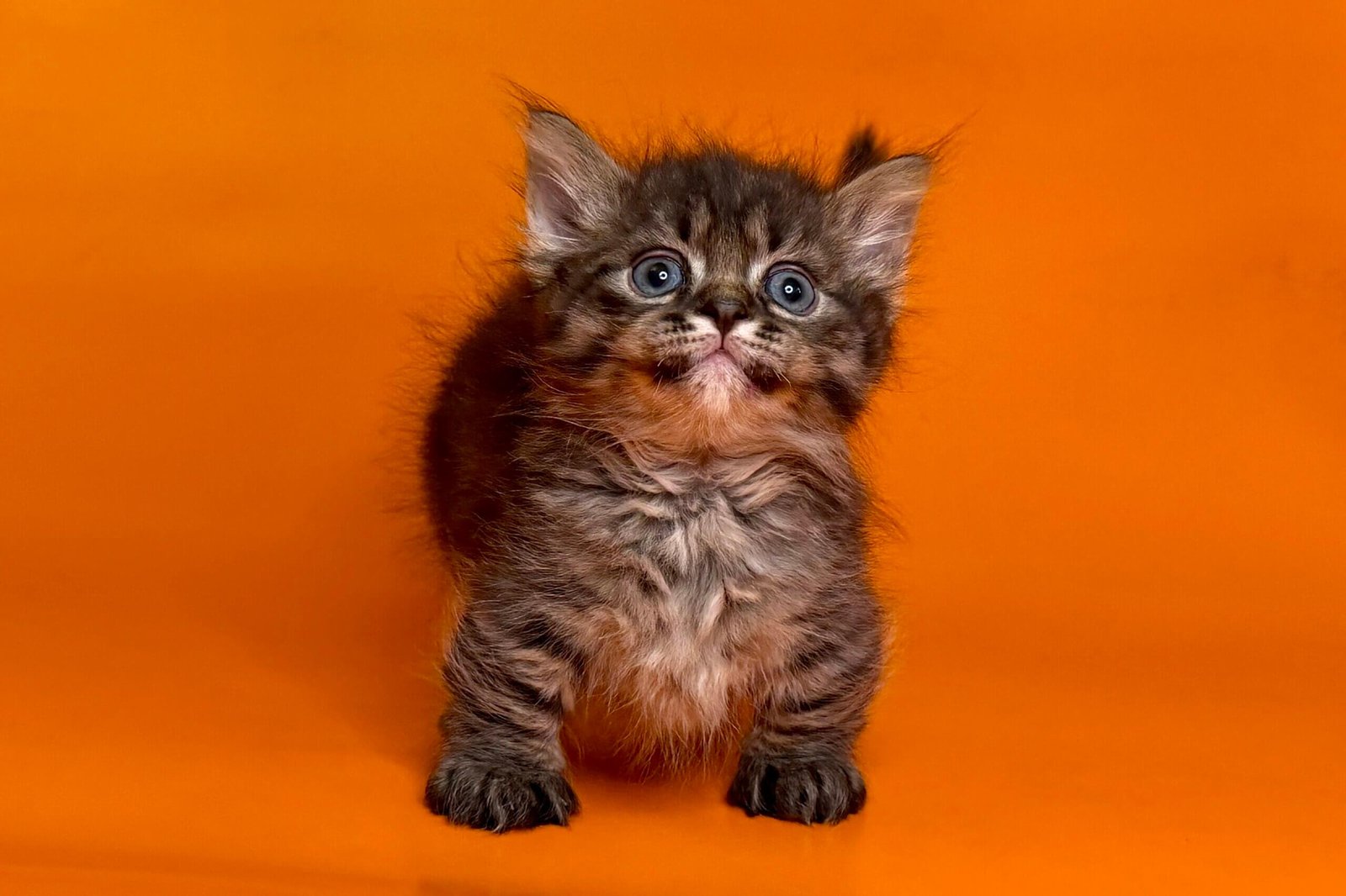 Munchkin Kittens for Sale