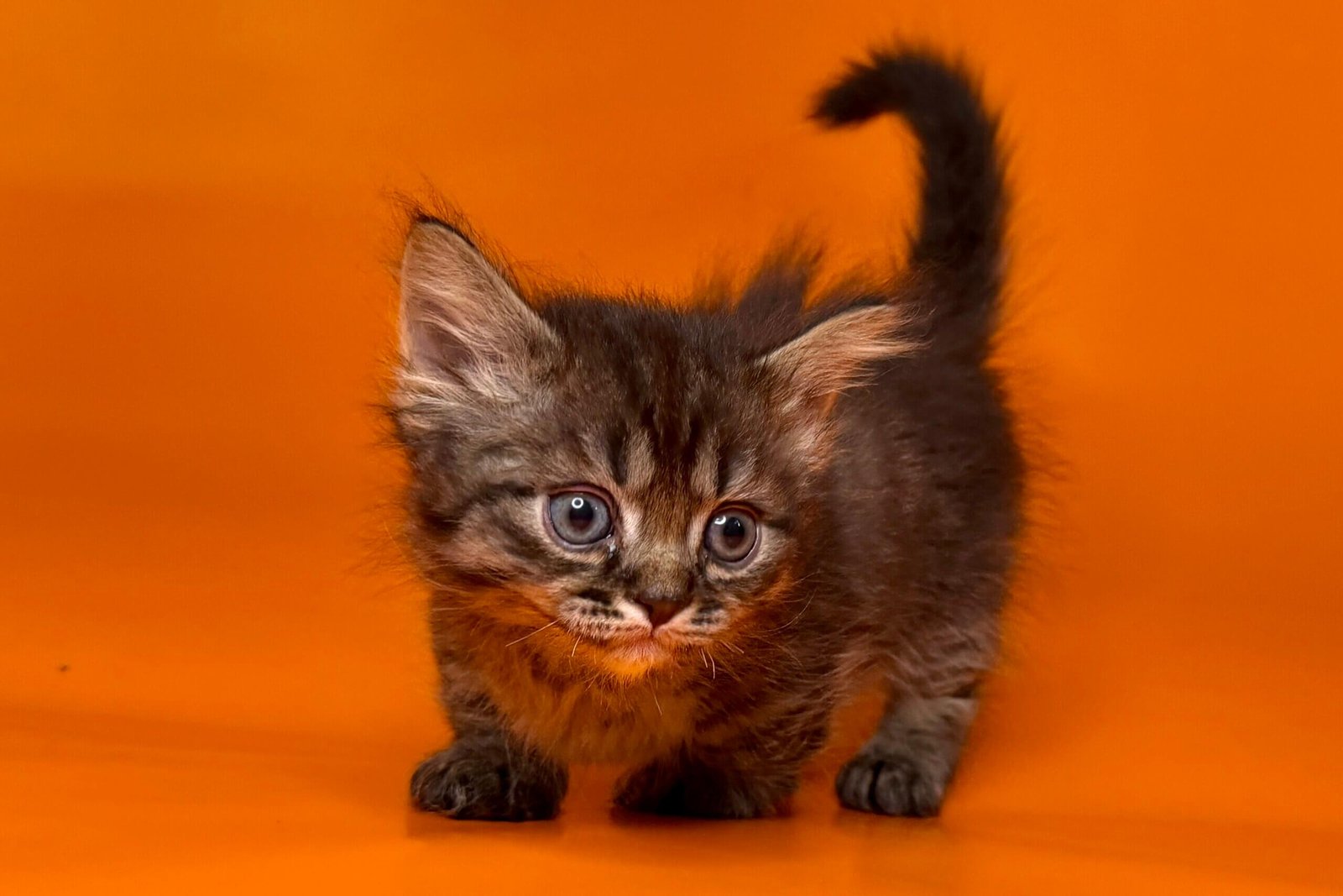 Munchkin Kittens for Sale