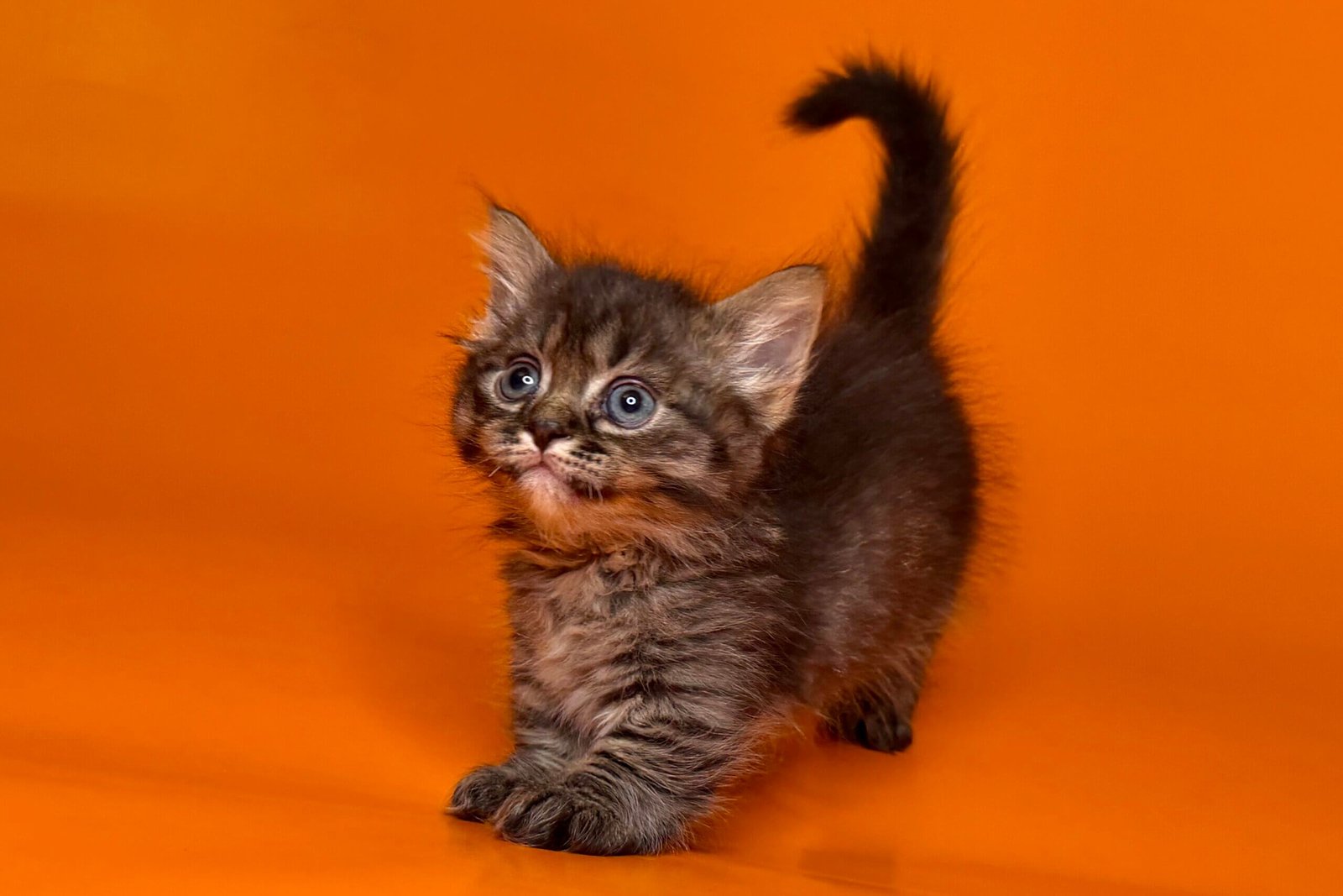 Munchkin Kittens for Sale