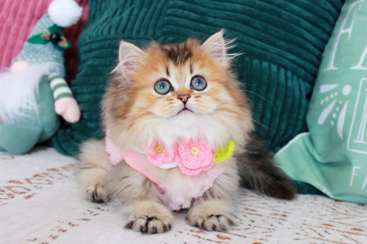 munchkin kitten for sale uk