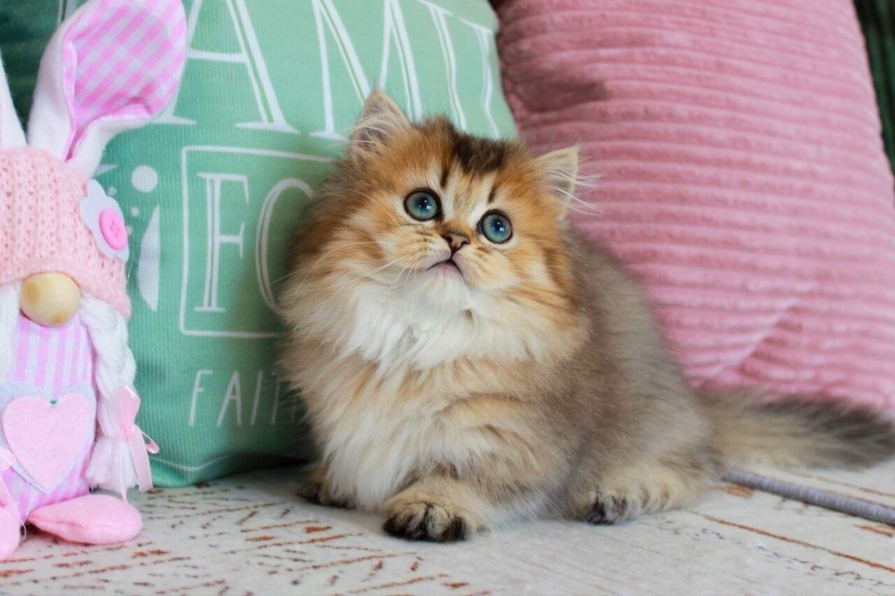 munchkin kitten for sale uk